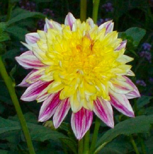 Dahlien - @,