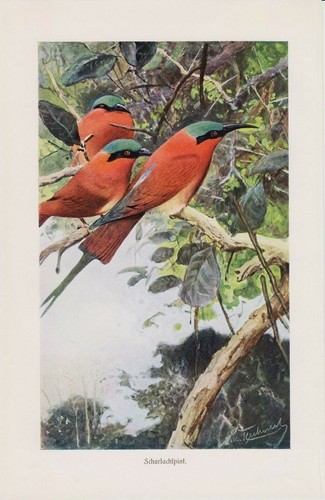 Scharlachspint merops nubicus - scharlachspint,