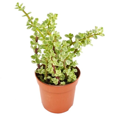 Exotenherz portulacaria afra - exotenherz,