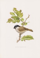 Sumpfmeise  Nonnenmeise  parus