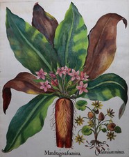 Mandragora foemina - Giftige