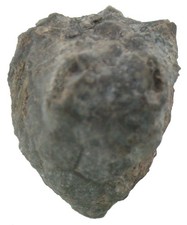 Devon  Melocrinites sp