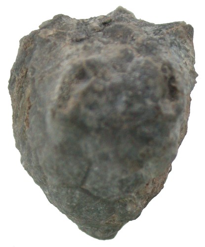 Devon melocrinites sp - ,