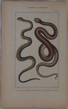 Lacepede Ringelnatter Common