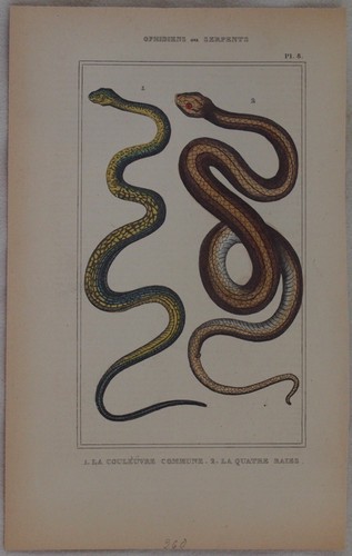 Lacepede ringelnatter common - lacepede,