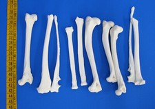 10er Pack Beinknochen