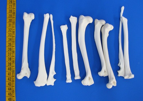 10er pack beinknochen - 10er,
