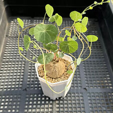 Gartenpflanzen Leben Kaktus