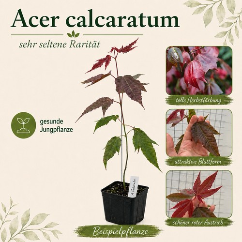 Acer calcaratum seltene - acer,