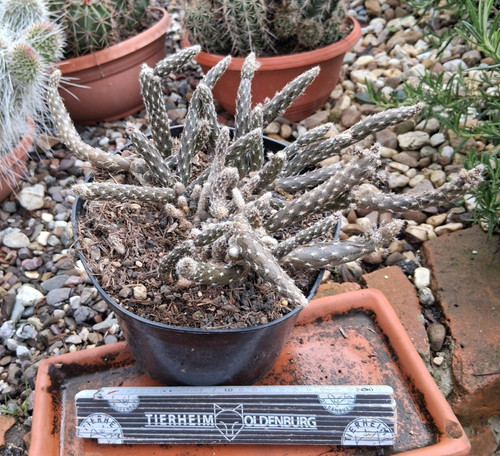 Pterocactus tuberosus big