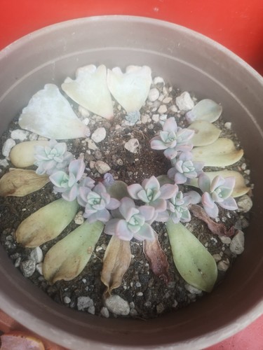 Sukkulenten graptopetalum - sukkulenten/,