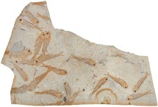 Kreide platte mit lycoptera - kreide,