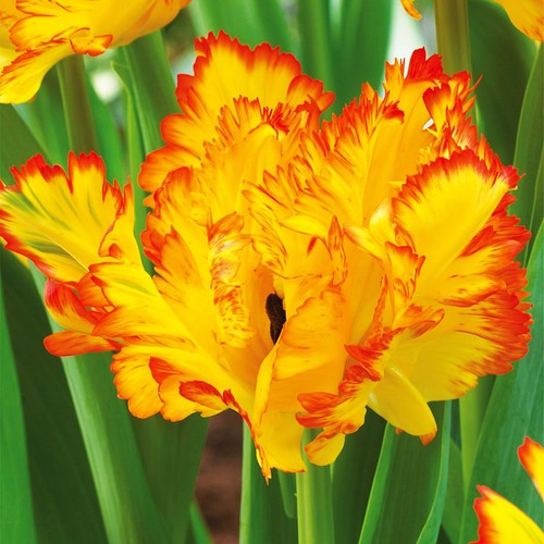 Tulpen blumenzwiebeln zwiebeln - blumenzwiebeln,