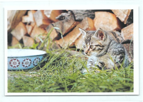 Postkarte katze staring - postkarte, "staring