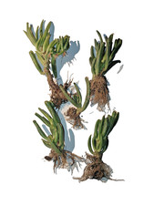 5 bewurzelte Crassula Ovata Gollum Bäumchen - Geldbaum  - Jadepflanze