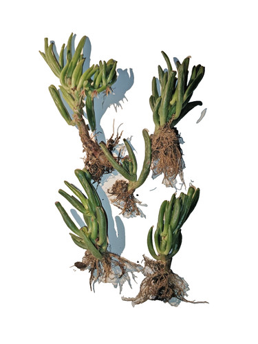 Crassula ovata gollum - crassula, 'gollum'