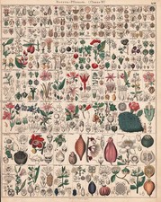 Cactus Kaktus Fuchsia Blumen