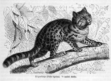 TIGERKATZE   Ozelotkatze (Leopardus tigrinus ) Holzstich von 1891 KATZE KATZEN