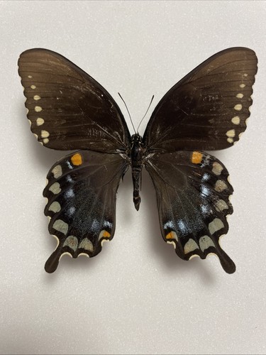 Entomologie papilio troilus - entomologie*papilio,