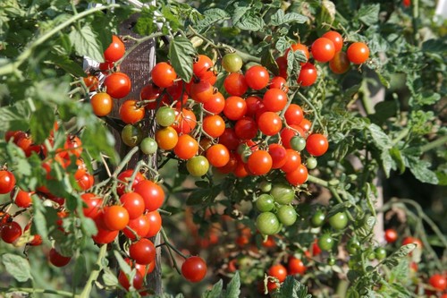 Italienische kirschtomate - italienische,