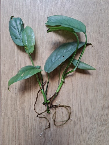 Ableger epipremnum pinnatum - 2,