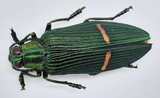 Buprestidae, Catoxantha opulenta, A1, 48 mm, Ambon, #BP272