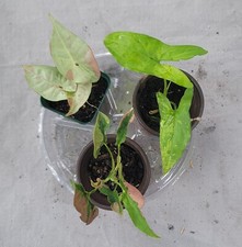 SOLD Syngonium Milk Confetti