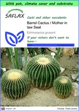 SAFLAX - Garden to go - Fasskaktus / Schwiegermuttersitz - 40 Samen