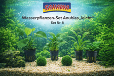 Wasserpflanzen Set 4 Anubias +