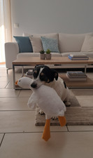 Hundespielzeug plüschgans - hundespielzeug,