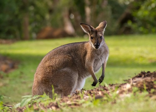 Känguruhleder wallabyleder - känguruhleder,