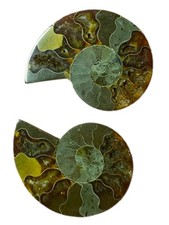 Wunderschönes Ammoniten Paar