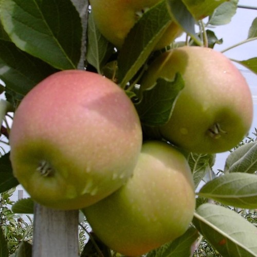 Braeburn winterapfel - -,