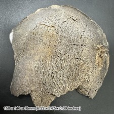 Isle of Wight Iguanodon