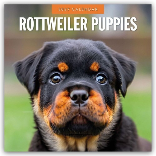 Rottweiler puppies - rottweiler,