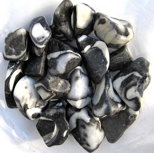 Muschelstein fossiler - muschelstein,,