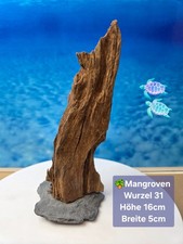 Mangroven Nano⭐️ Aquarium