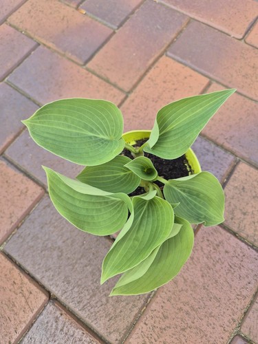 Hosta funkie - hosta,