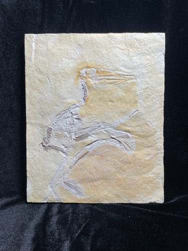 Pterodactylus kochi fossilien - kochi,