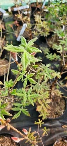 Acer griseum zimtahorn - griseum,