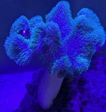 Pilzlederkoralle Grün