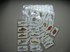 Carreras Craven Black Cat