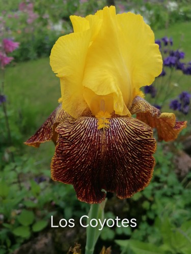 Schwertlilie iris los coyotes - schwertlilie,