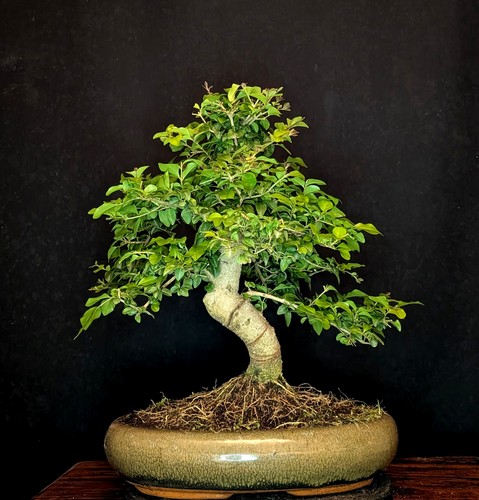Bonsai chinesischer liguster - bonsai,