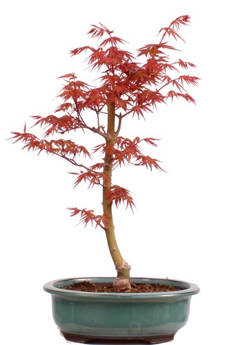 Bonsai acer palmatum - bonsai,