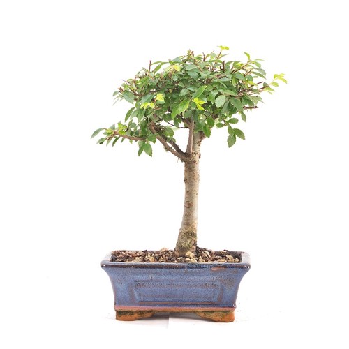 Bonsai chinesische ulme - chinesische,