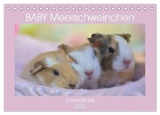 BABY Meerschweinchen Traumhaft