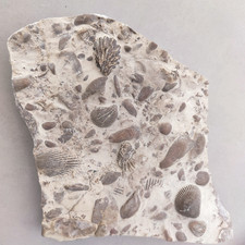 Muschelkalk - Meeresboden mit diversen Muscheln - FO:  Oberscheffach/BW