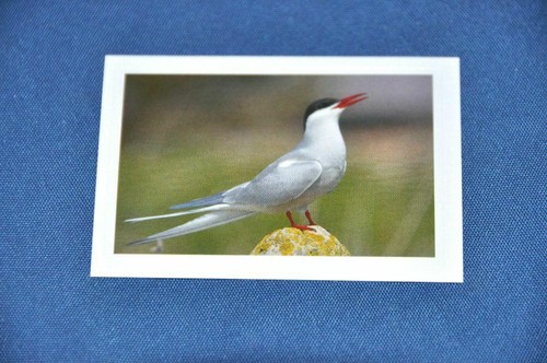 Rewe abenteuer tierwelt - rewe,