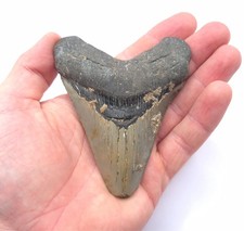 Megalodon Haizahn Fossil Hai